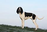 CHIEN COURANT BERNOIS 005
